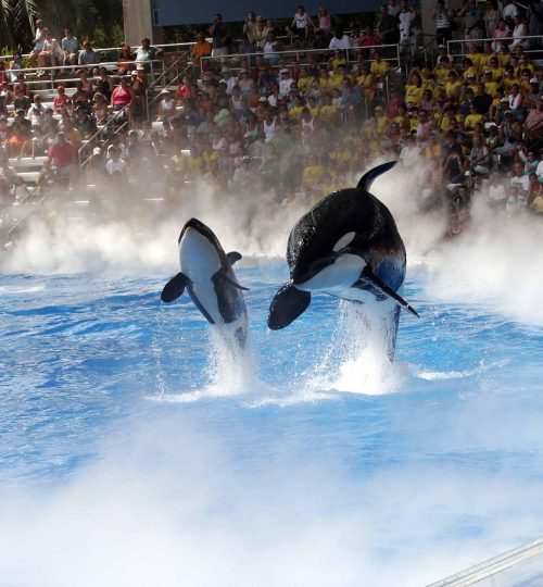 killer whales, show, seaworld, shamu, orcas, whale show, aquarium, tank, water, splash, audience, seaworld, seaworld, seaworld, seaworld, seaworld, shamu