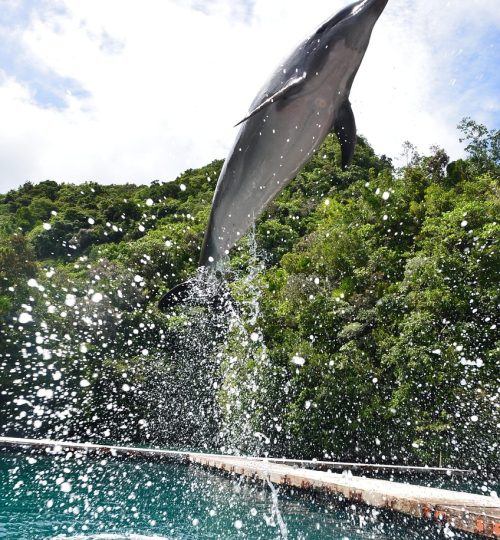 dolphin, aquarium, show, jump, leap, jumping, leaping, pool, marine, mammal, wildlife, playful, flipper, creature, intelligent, swimming, playing, wet, splash, aquatic, splashing, seaworld, captivity, aqua, trick, fun, entertainment, park, dolphin, dolphin, dolphin, dolphin, seaworld, seaworld, seaworld, seaworld, seaworld
