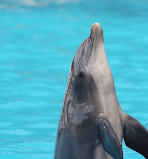 A dolphin joyfully emerging from a pool in Lisbon, Portugal.