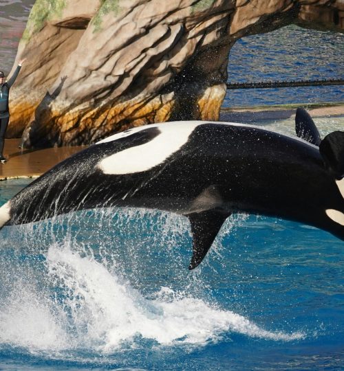 Captivating image of an orca performing a high jump during a show in San Diego's theme park aquatic exhibit.